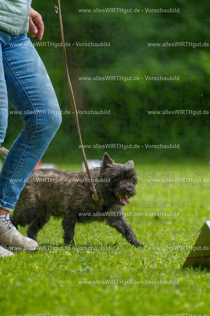 @allesWIRTHgut_Tierfotografie - www.allesWIRTHgut.de - 7R504492 | Professionelle Tierfotografie in Mönchengladbach von Daniel Wirth (allesWIRTHgut). Liebevolle & natürliche Bilder von Hunden & Katzen für unvergessliche Erinnerungen.