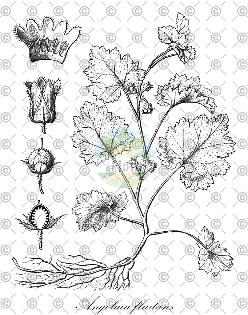 HistAbb_wfo-0000536542_208_ENZY_Simple | Historische Abbildung von Angolaea fluitans - Podostemaceae | Historical Illustration of Angolaea fluitans - Podostemaceae