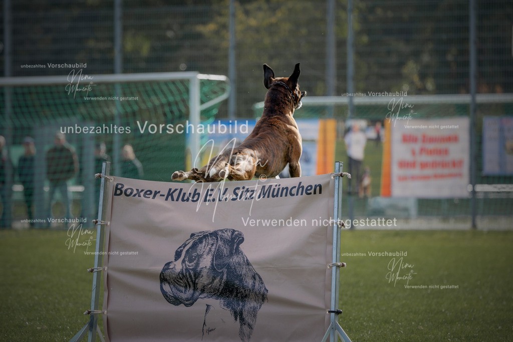 _16A5309-12 | Einzigartige Fotos von Hunden & Menschen –Actionfotos, Portraits, Vereinsaufnahmen & Paarshootings – authentisch, lebendig & mit Herz.