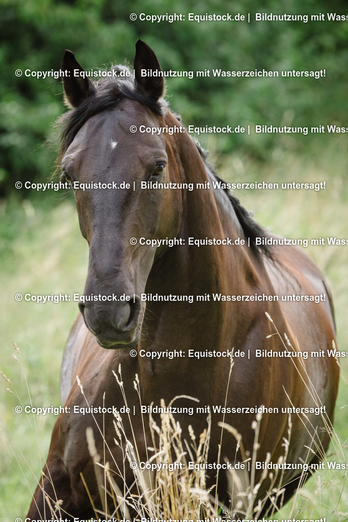 TS_20160811_Brauner_in_Bewegung_0003 | Foto: Thomas Hartig