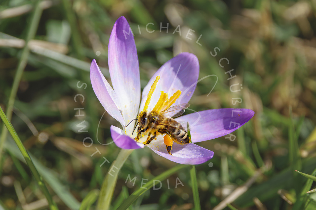 2025-02-21 Hemmingen Krokus u Biene 015-001 | Schwotte Media - Realisiert mit Pictrs.com