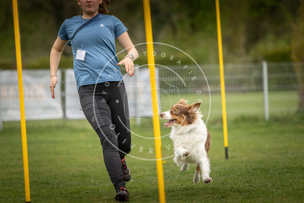 Pfotenfotografie_DV3A0259 | Hundefotografie, Tierfotograf, Pfotenfotografie, Fotoshooting Hund, Hunde Portrait, Hundesport, Hundeportraits, Heideshooting, Hunde, Sportfotograf, Hundefotograf, Turnierhundsport, THS,  - Realisiert mit Pictrs.com