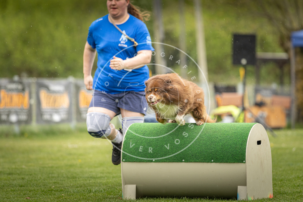 Pfotenfotografie_DV3A3144 | Hundefotografie, Tierfotograf, Pfotenfotografie, Fotoshooting Hund, Hunde Portrait, Hundesport, Hundeportraits, Heideshooting, Hunde, Sportfotograf, Hundefotograf, Turnierhundsport, THS,  - Realisiert mit Pictrs.com