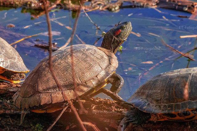 Rotwangen-Schmuckschildkröte
