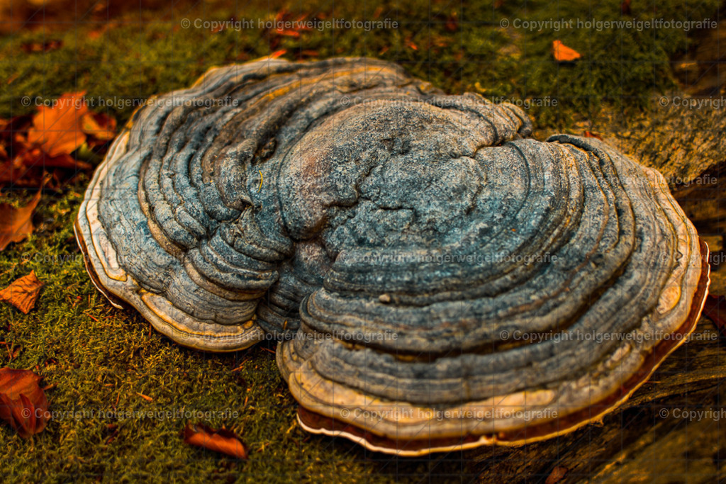 D75_6026 | Kaufen sie online außergewöhnliche Fotografien auf Leinwand Acrylglas Fotoprint Aludibond von holgerweigeltfotografie - Realisiert mit Pictrs.com