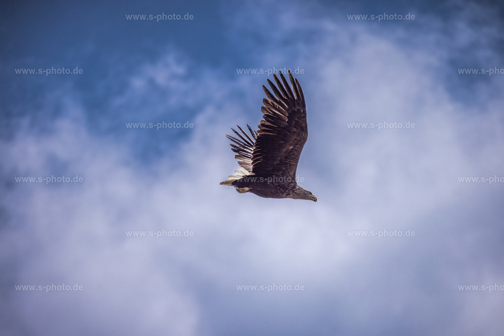 Seeadler | Hoch oben, wo ihn keiner nervt.... - Realisiert mit Pictrs.com