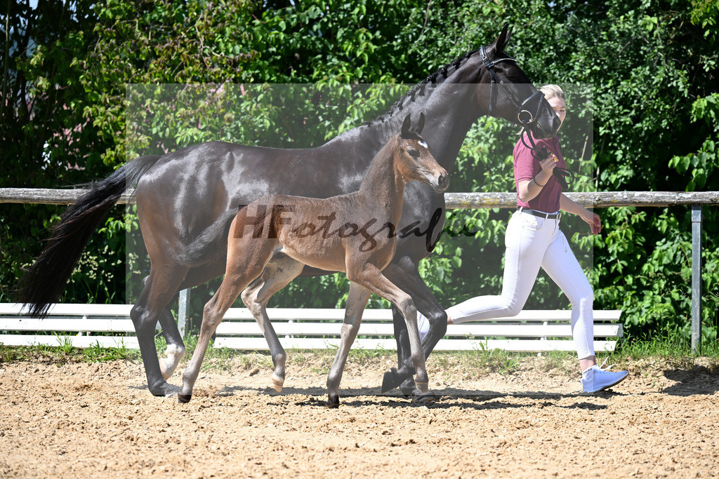 Kat-Nr. 11 Bon Bolero x El Corazon_HF_Liebhaber_16250313 | hf-fotografie - Realizzato con Pictrs.com