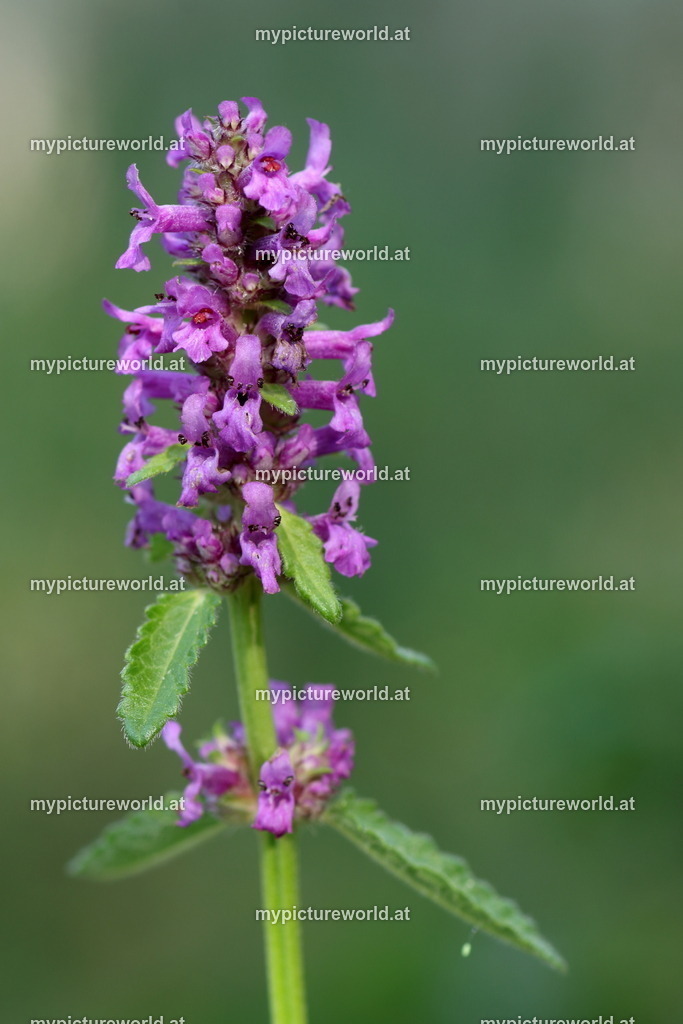 Heilziest-005 | Das Bilderarchiv über Tiere, Planzen und Landschaften. In der Bilddatenbank finden Sie ein große Auswahl an hochwertigen Bilder für Ihre Werbung - Realisiert mit Pictrs.com