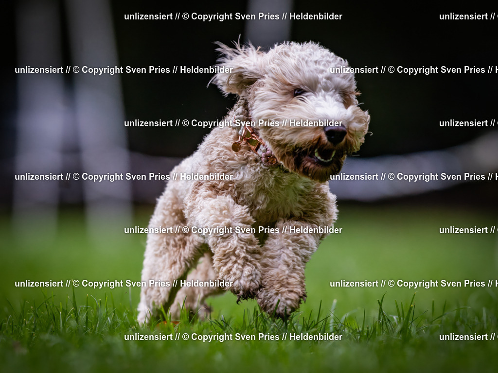 Sven Pries | 2024-10-19 - Hunderennen Ober-Grombach - Realisiert mit Pictrs.com