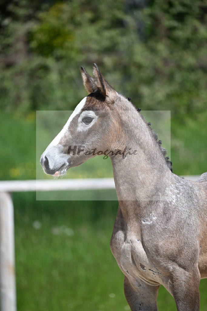 Zirdento Blue x Corlensky G_SF_Mayer_10250313 | hf-fotografie - Realizzato con Pictrs.com