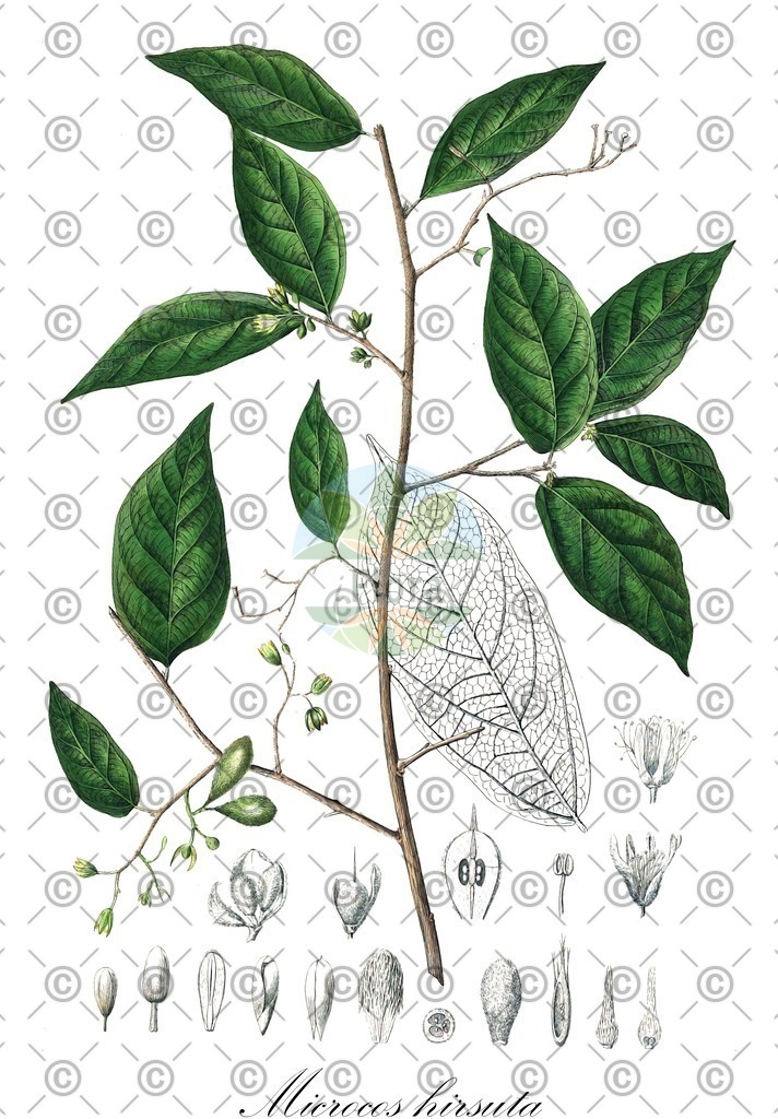 HistAbb_wfo-0000451726_1_ENZY_Simple | Historische Abbildung von Microcos hirsuta - Malvaceae | Historical Illustration of Microcos hirsuta - Malvaceae