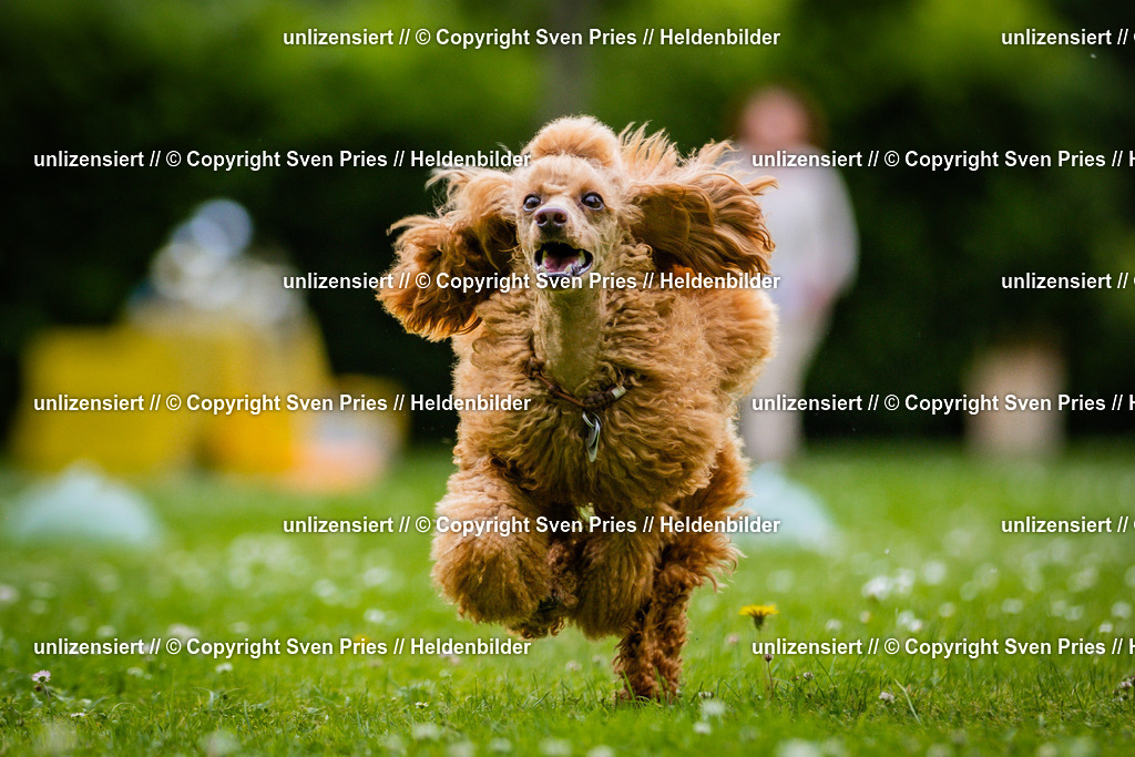 Sven Pries | 2025-05-29 - Pudelrennen KA-Durlach - Realisiert mit Pictrs.com