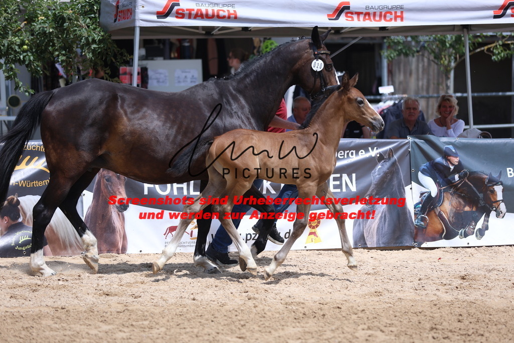 Fohlenschau_Schwäbisch_Hall_springbetonte_Fohlen_KN 20_1 | lmwpictures - Realisiert mit Pictrs.com