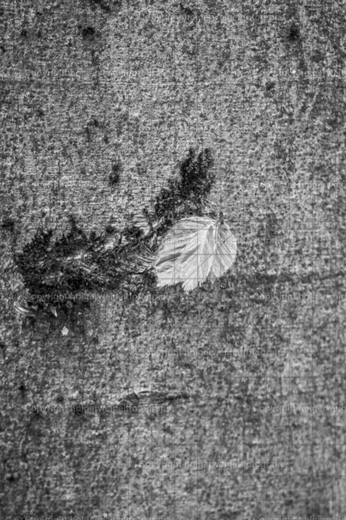 Frisches Grün , hier in SW | Kaufen sie online außergewöhnliche Fotografien auf Leinwand Acrylglas Fotoprint Aludibond von holgerweigeltfotografie - Realisiert mit Pictrs.com