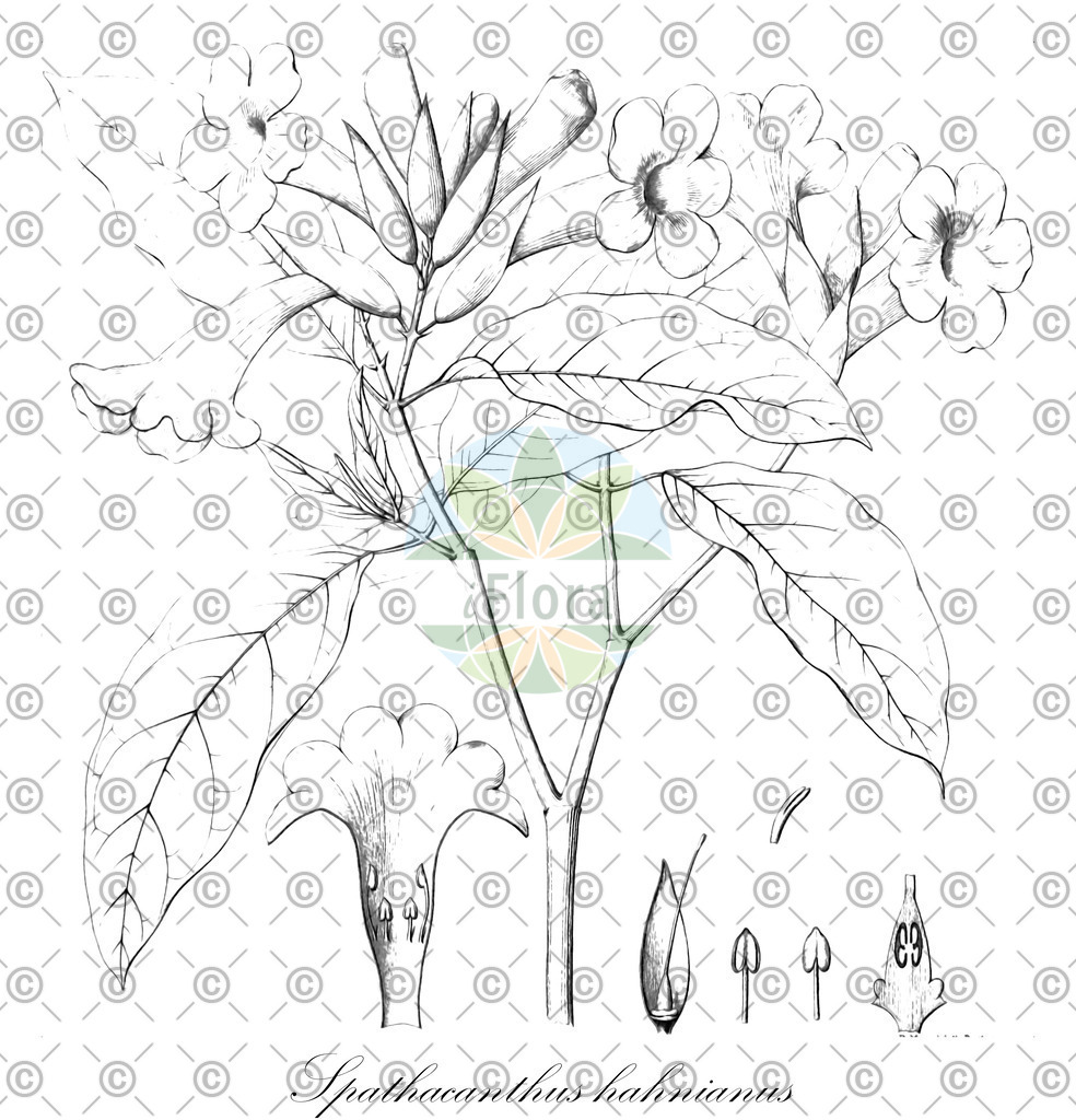 HistAbb_wfo-0000311955_1_ENZY_Simple | Historische Abbildung von Spathacanthus hahnianus - Acanthaceae | Historical Illustration of Spathacanthus hahnianus - Acanthaceae