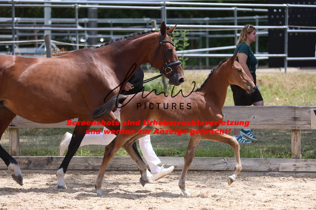 Fohlenschau_Schwäbisch_Hall_springbetonte_Fohlen_KN 19_7 | lmwpictures - Realisiert mit Pictrs.com