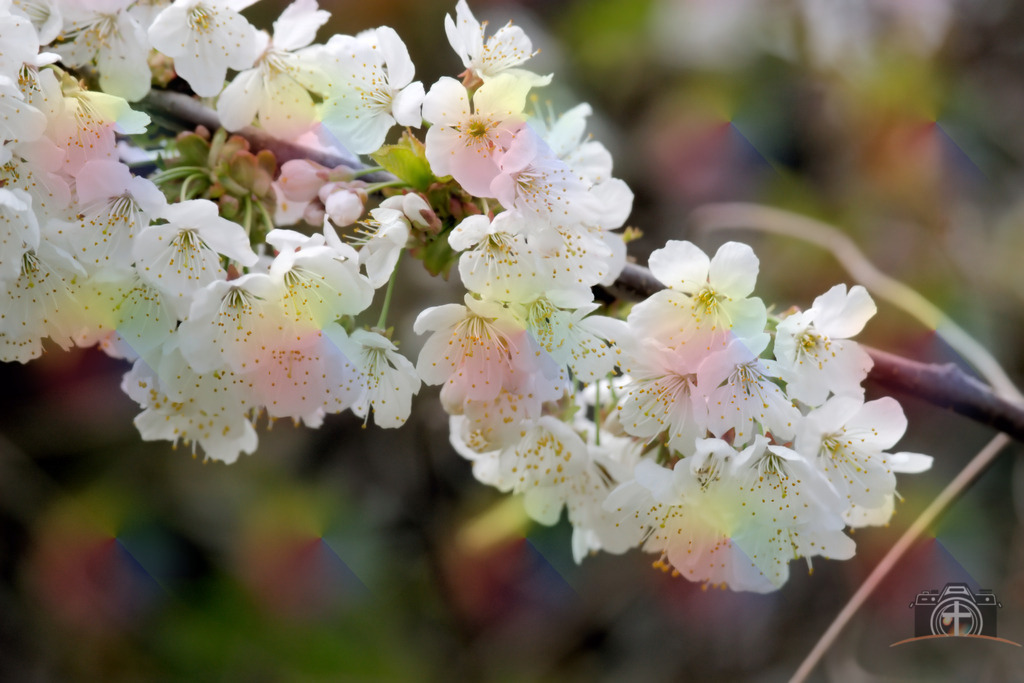 OB-Kirschblüte-0006 | Entdecken Sie eine vielfältige Auswahl individueller Fotos zum Kauf auf picturalux.de. Finden Sie hochwertige Bilder für Ihre Projekte, die Ihre Botschaft perfekt unterstreichen. Stöbern Sie jetzt und verleihen Sie Ihren Inhalten das gewisse Etwas! - Realisiert mit Pictrs.com