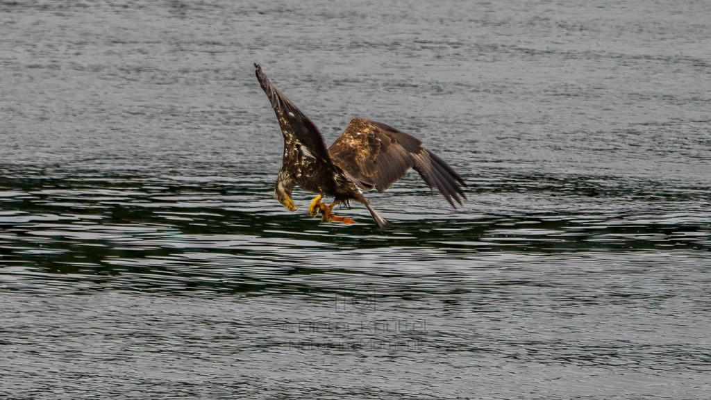 P1628614-Bearbeitet-2023-LR | Natur im Moment - Realisiert mit Pictrs.com