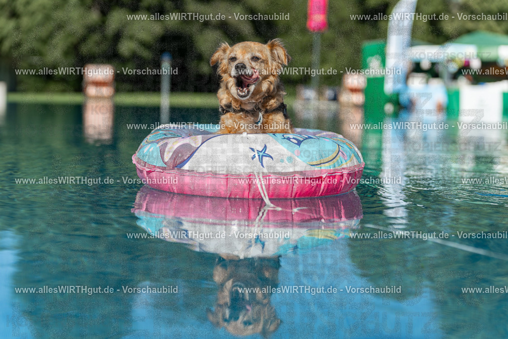 Hundeschwimmen_Volksbad_2026-allesWIRTHgut_Tierfotografie-2609061048-095810-7R509199 | Professionelle Tierfotografie in Mönchengladbach von Daniel Wirth (allesWIRTHgut). Liebevolle & natürliche Bilder von Hunden & Katzen für unvergessliche Erinnerungen.