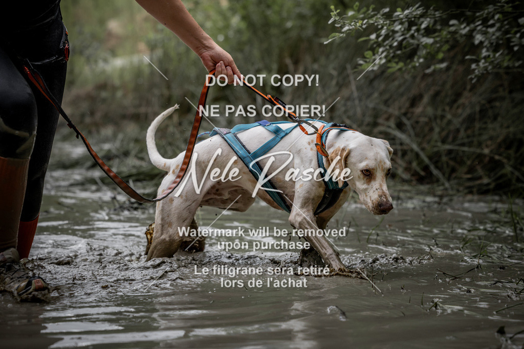 nelerasche_so0800-0930_491 | nelerasche