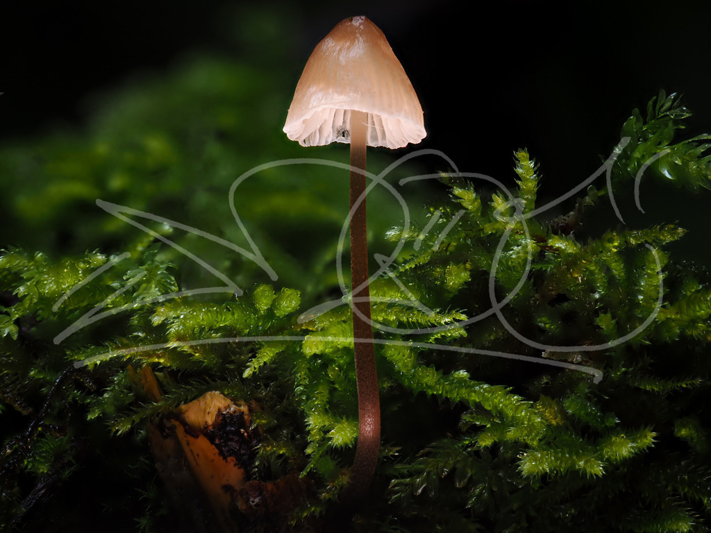 P9140607-2 | Naturschönheiten aus Deutschland. Pflanzen und Tiere, Insekten und Naturschauspiele. Alle schönen Details, die uns umgeben, fotografiert von Michi Moc.  - Realisiert mit Pictrs.com