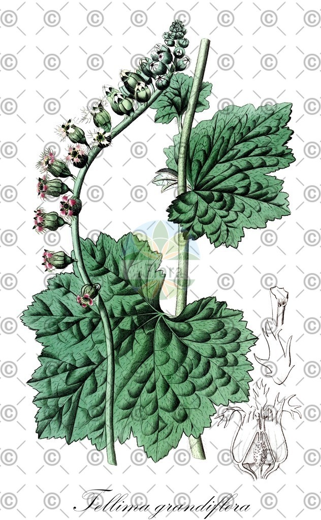 HistAbb_wfo-0001104276_1_ENZY_Simple | Historische Abbildung von Tellima grandiflora - Saxifragaceae (Großblütige Fransenblume;Fransenbecher) | Historical Illustration of Tellima grandiflora - Saxifragaceae
