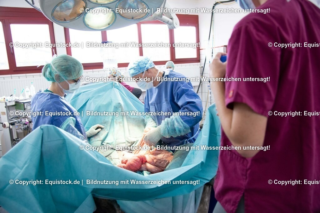 20191022_Kolik_OP_0081 | equistock