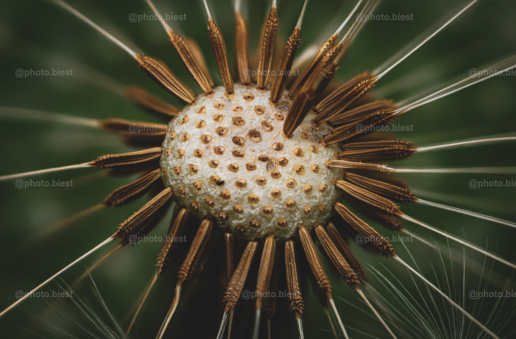 Im Zentrum | Nahaufnahme einer Pusteblume. - Realisiert mit Pictrs.com