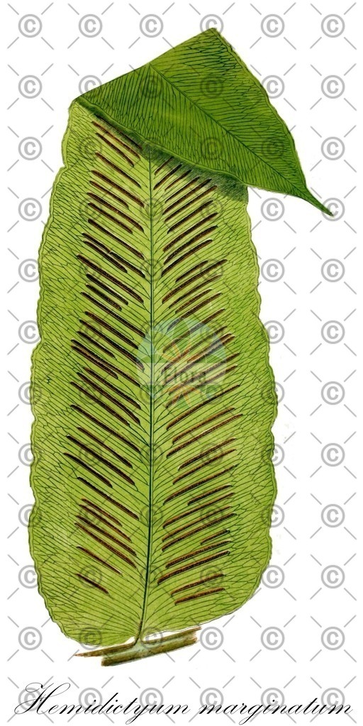 HistAbb_wfo-0000981292_1_ENZY_Simple | Historische Abbildung von Hemidictyum marginatum - Hemidictyaceae | Historical Illustration of Hemidictyum marginatum - Hemidictyaceae