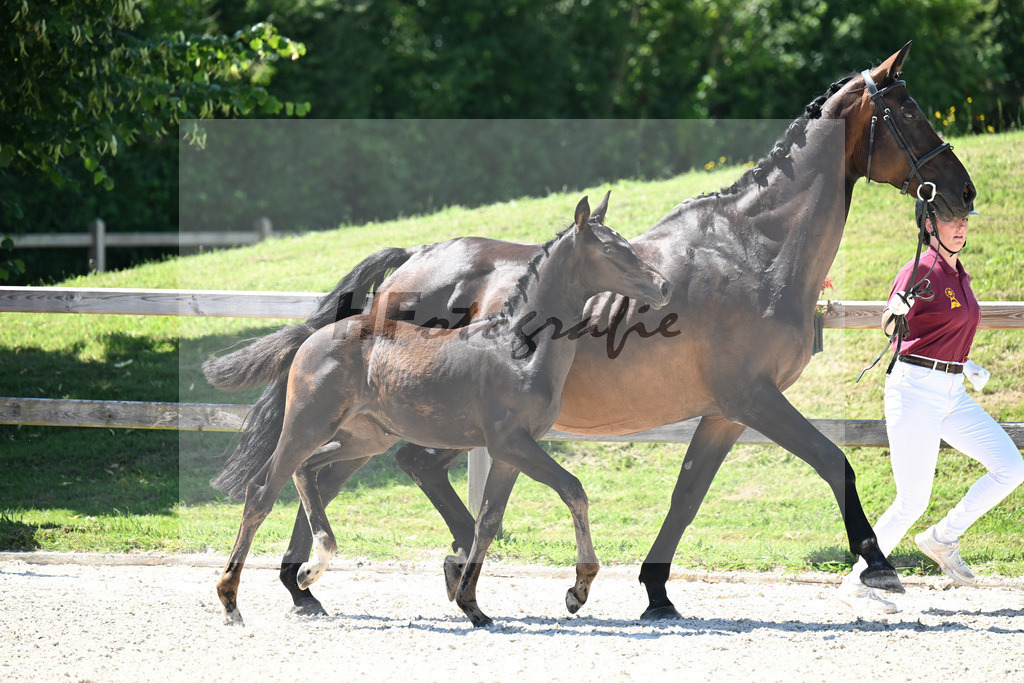 Kat-Nr. 22 Adzarro de L Abbaye B x Contendro I_SF_Batzek_24250514 | hf-fotografie - Realisiert mit Pictrs.com