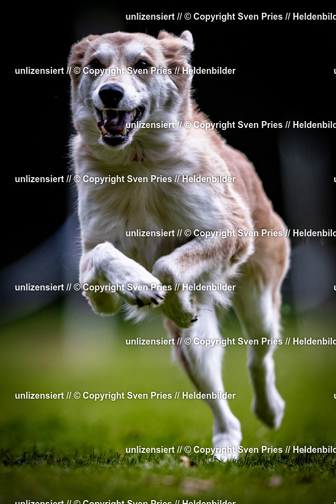 Sven Pries | 2025-10-03 - Hunderennen Obergrombach - Realisiert mit Pictrs.com