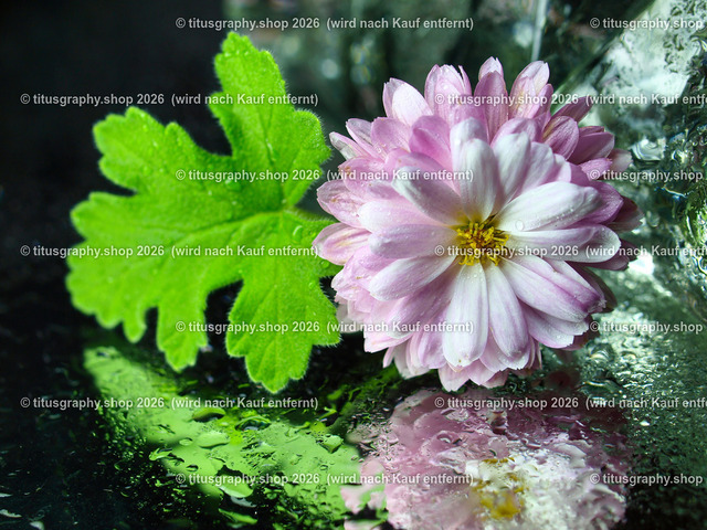 titusgraphy_PC101875-vz-ln | titusgraphy-shop: Geschenkideen mit Qualitätsfotos. titusgraphy-shop: gift ideas with quality photos. titusgraphy-shop: idées cadeaux avec photos de qualité.  - Realisiert mit Pictrs.com