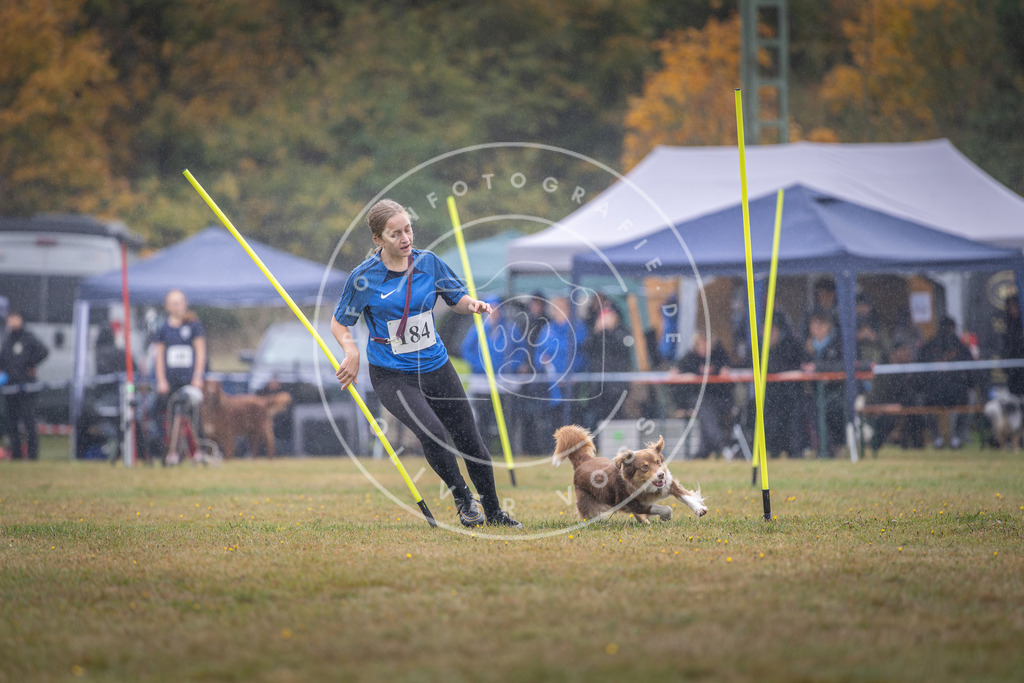 Pfotenfotografie_DV3A0035 | Hundefotografie, Tierfotograf, Pfotenfotografie, Fotoshooting Hund, Hunde Portrait, Hundesport, Hundeportraits, Heideshooting, Hunde, Sportfotograf, Hundefotograf, Turnierhundsport, THS,  - Realisiert mit Pictrs.com