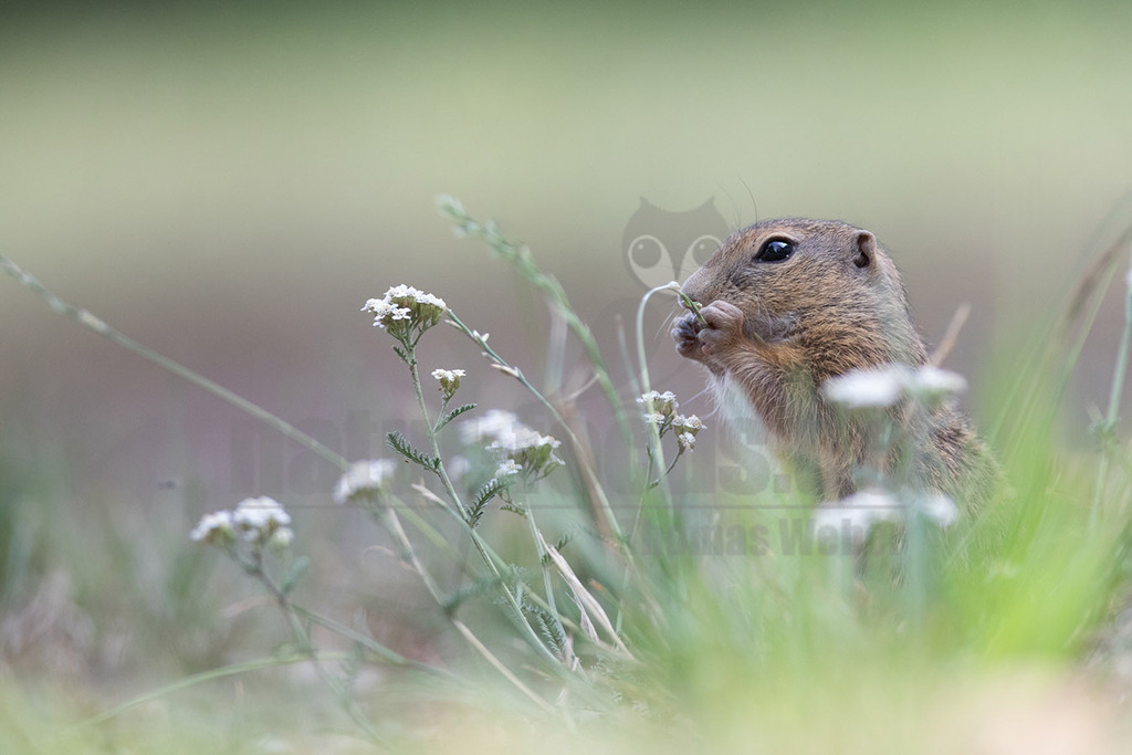 20190805114226 | Der, in Österreich auch das, Europäische Ziesel (Spermophilus citellus, Syn.: Citellus citellus), auch Schlichtziesel genannt, ist ein bodenbewohnendes, meist Steppengebiete und Graslandschaften besiedelndes rattengroßes Nagetier aus der Familie der Hörnchen (Sciuridae). Es kommt in den Steppen Südosteuropas von Österreich in Teilen des Balkans sowie in der Türkei vor. - Realisiert mit Pictrs.com