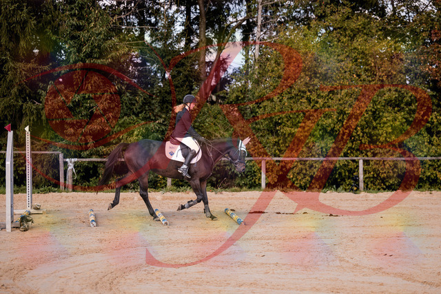 2026_10_03_Siefer-Hof_145847_Z81_40386115 | Professionelle Reitsport-, Turnier- und Eventfotografie von Robert Broda. Galerien mit ausgewählten und bearbeiteten Bildern direkt online ansehen und bestellen.