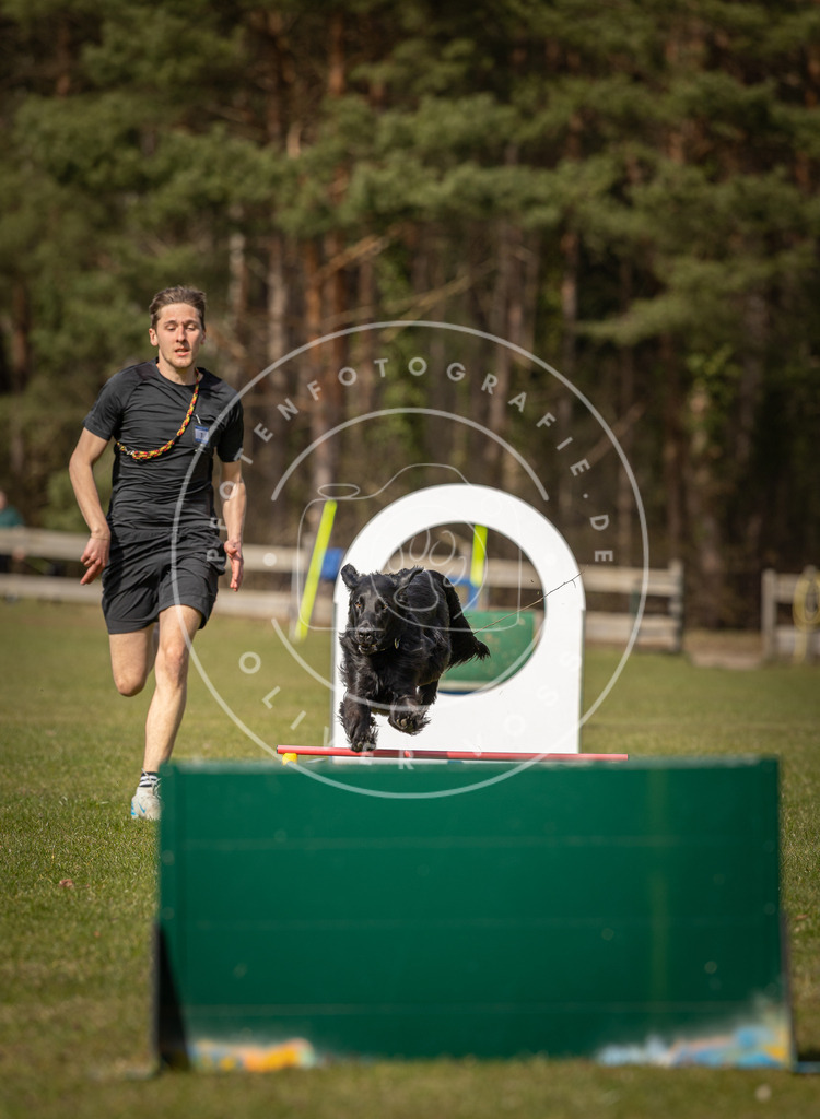Pfotenfotografie_DV3A0401 | Hundefotografie, Tierfotograf, Pfotenfotografie, Fotoshooting Hund, Hunde Portrait, Hundesport, Hundeportraits, Heideshooting, Hunde, Sportfotograf, Hundefotograf, Turnierhundsport, THS,  - Realisiert mit Pictrs.com