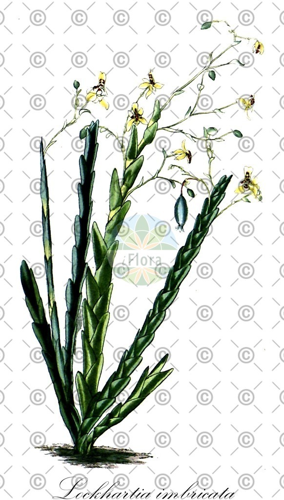 HistAbb_wfo-0000230541_2_ENZY_Simple | Historische Abbildung von Lockhartia imbricata - Orchidaceae | Historical Illustration of Lockhartia imbricata - Orchidaceae