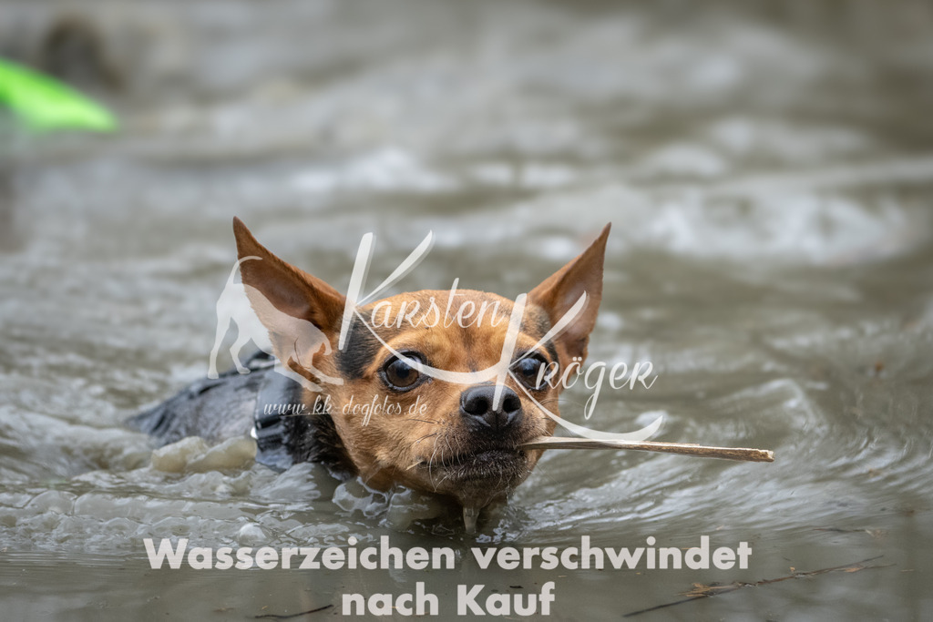 1112_ZZ97425 | kk-dogfotos