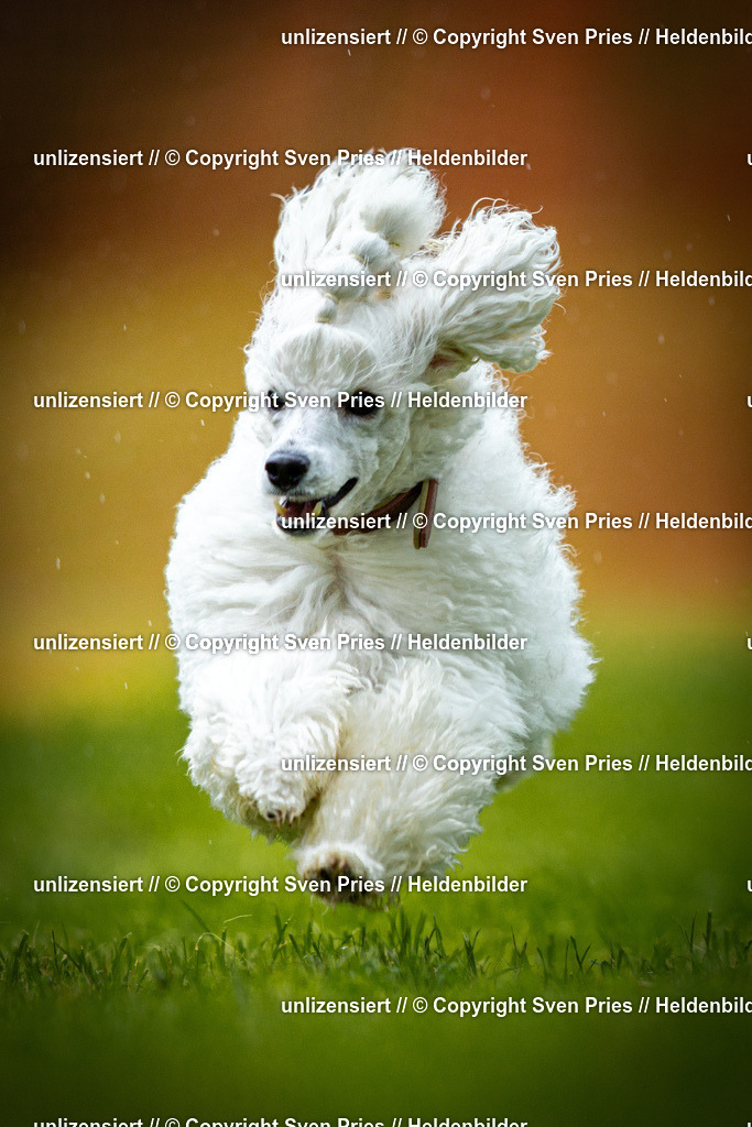 Sven Pries | 2025-09-21 - Hunderennen Baden-Oos - Realisiert mit Pictrs.com