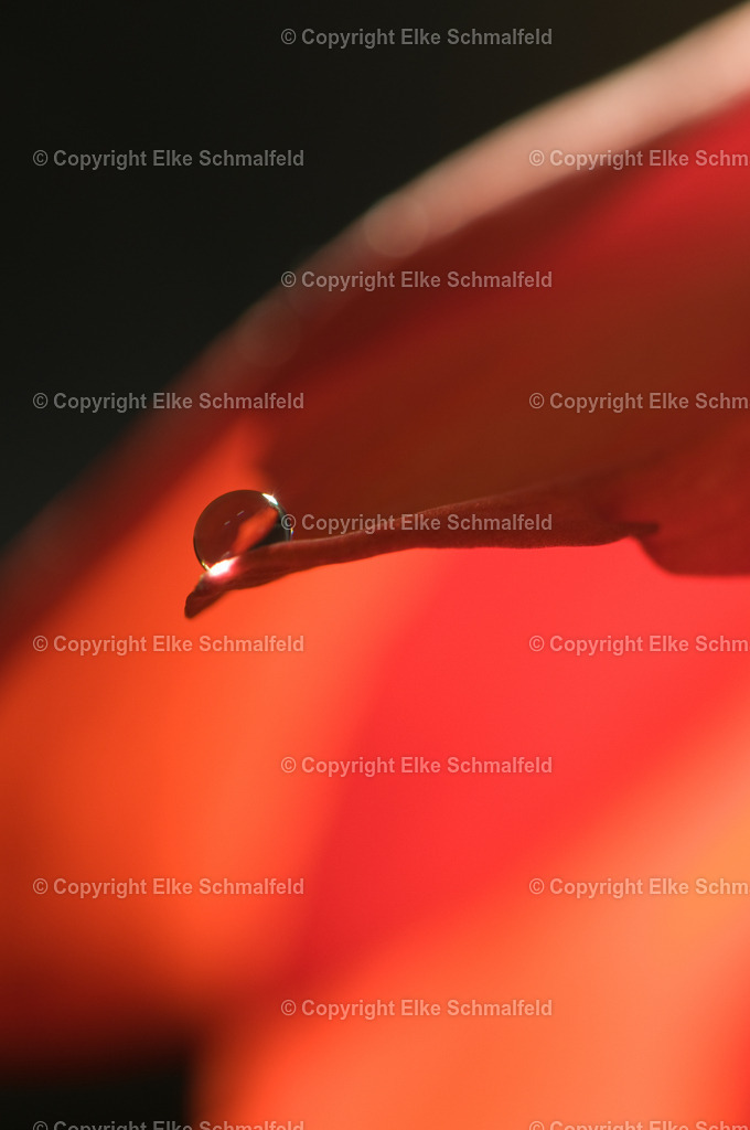 Bluetenreise-Rot-15 | Elke Schmalfeld - Realisiert mit Pictrs.com