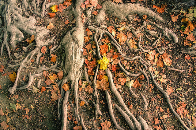 Rooted | This painting-style art piece featuring calming, organic textures balances grounded intricate tree roots with the airy appearance of fallen leaves.  Enrich your space with this artistic symbol of resilience. Ideal for modern rustic interiors and cozy residential spaces. This is a preview image. The original has a resolution of 10630 x 7087 px. - Realisiert mit Pictrs.com