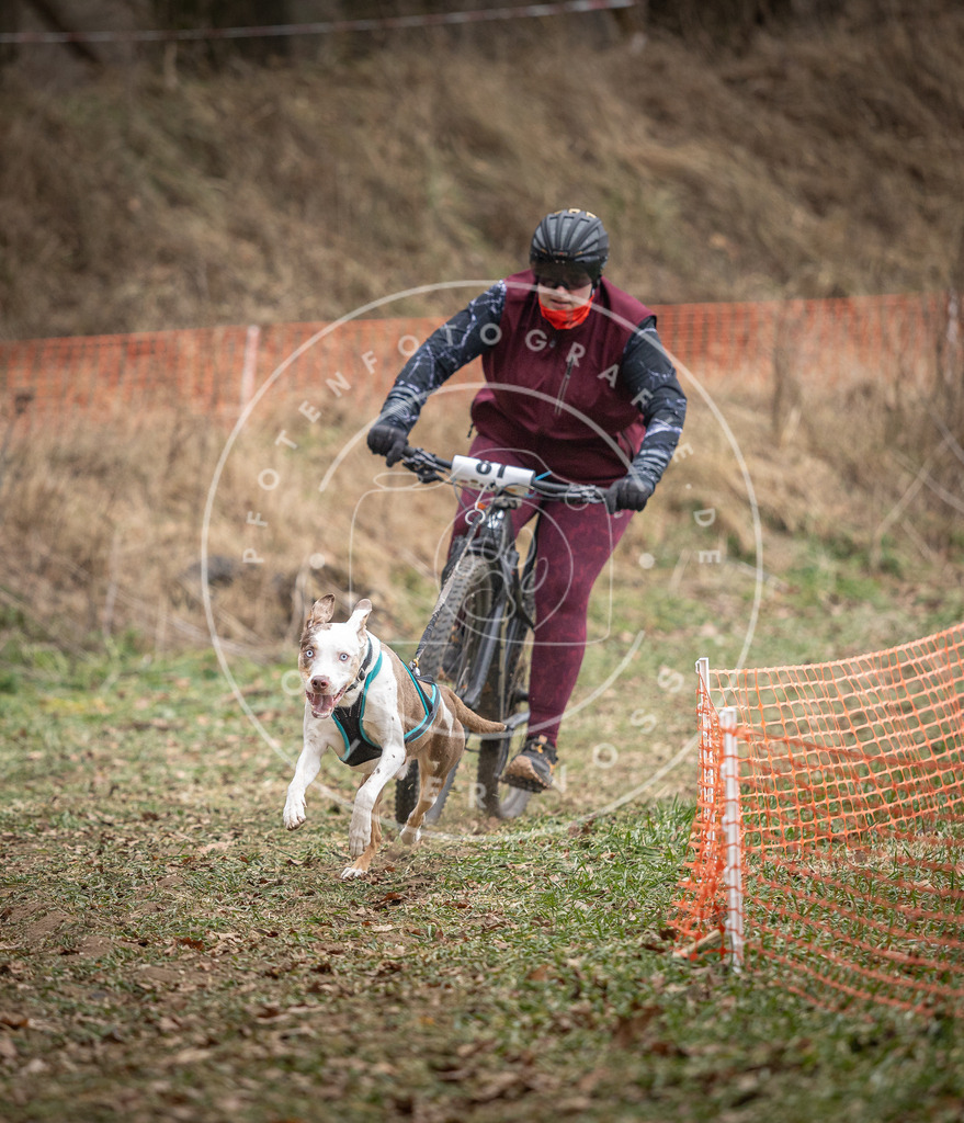 Pfotenfotografie_DV3A5553 | Hundefotografie, Tierfotograf, Pfotenfotografie, Fotoshooting Hund, Hunde Portrait, Hundesport, Hundeportraits, Heideshooting, Hunde, Sportfotograf, Hundefotograf, Turnierhundsport, THS,  - Realisiert mit Pictrs.com