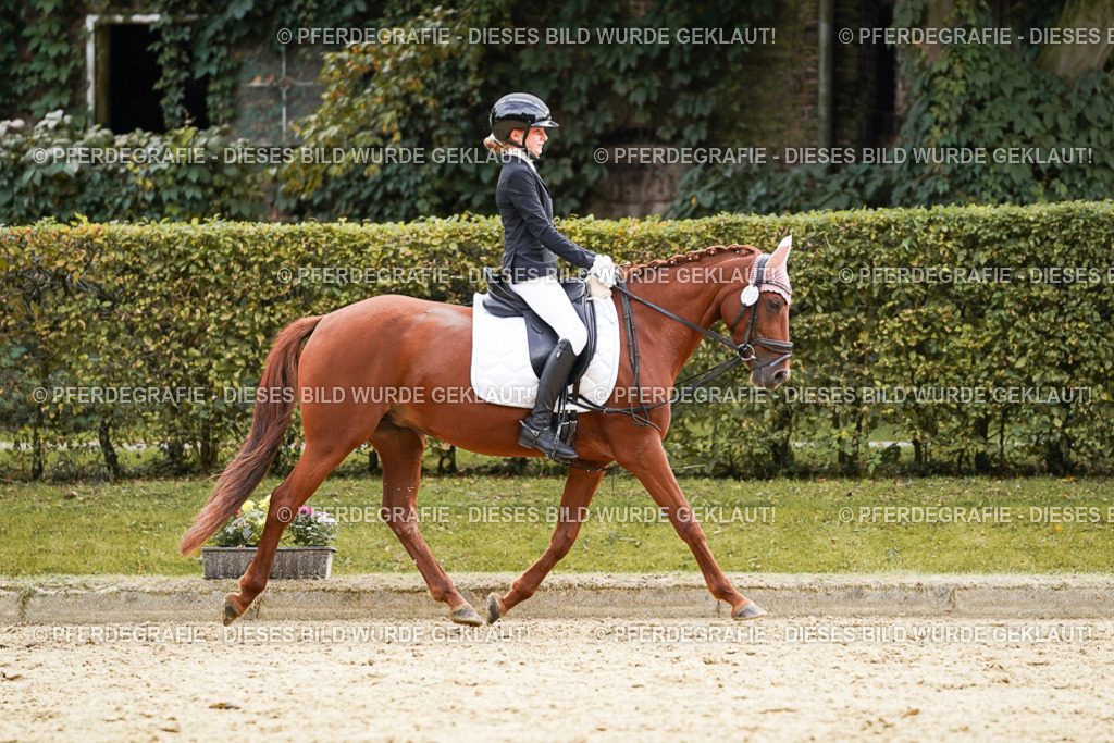 DSC01019 | Pferdegrafie