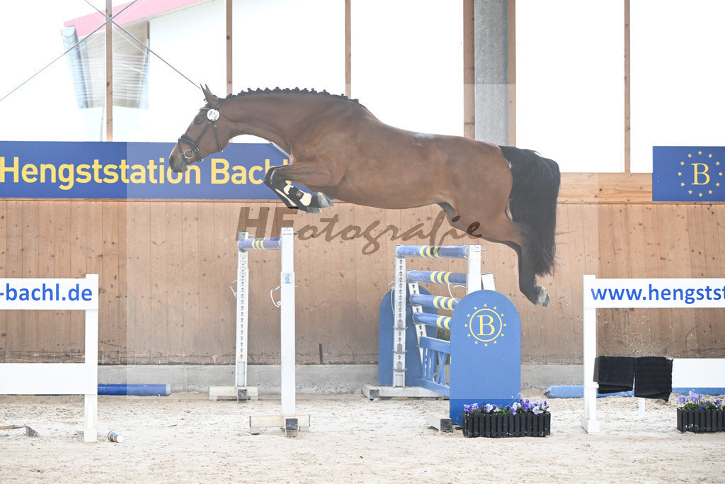 Kat-Nr. 40 Valana TF v. Vagabond de la Pomme_Steinberg u Braun_7240351 | hf-fotografie - Realisiert mit Pictrs.com
