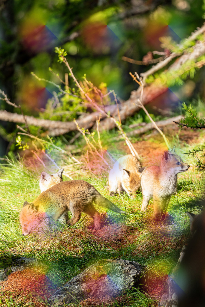 20230603-7J9A6217 | FineArtPrint, Hahnemühle, FeeGalerie, Fee Galerie, Fotokunst, Fotografie, Canonphotography, Bergfoto, Matterhorn, Rimpfischhorn, Allalinhorn, Saas-Fee, Wallis, Valais, Switzerland, Bergfotografie