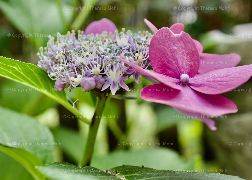 IMG_5596 | Naturpuls - Realisiert mit Pictrs.com