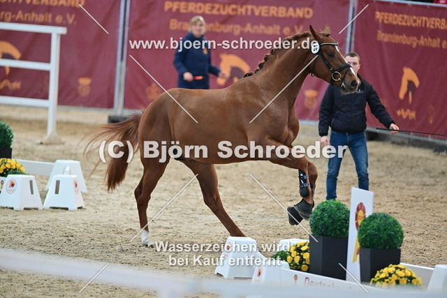 34_Diamant De Semilly - Singular LS La Silla 790_7921 | Björn Schroeder Pferdefotografie