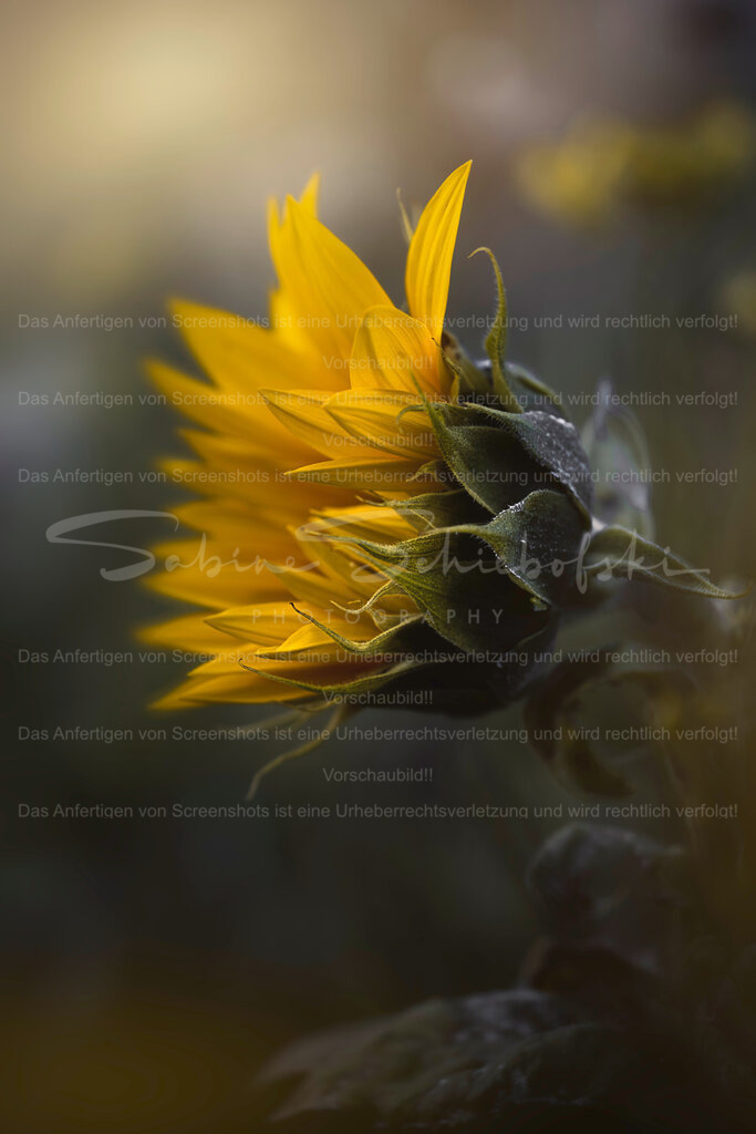 Sonnenbeschienene Stille | Exklusive Naturfotografie für stilvolle Wanddekoration ★ Premium Wandbilder Made in Germany ✔️ FineArt Drucke & Downloads ✔️ Brillante Farben, höchste Qualität & weltweiter Versand ✔️ - Realisiert mit Pictrs.com