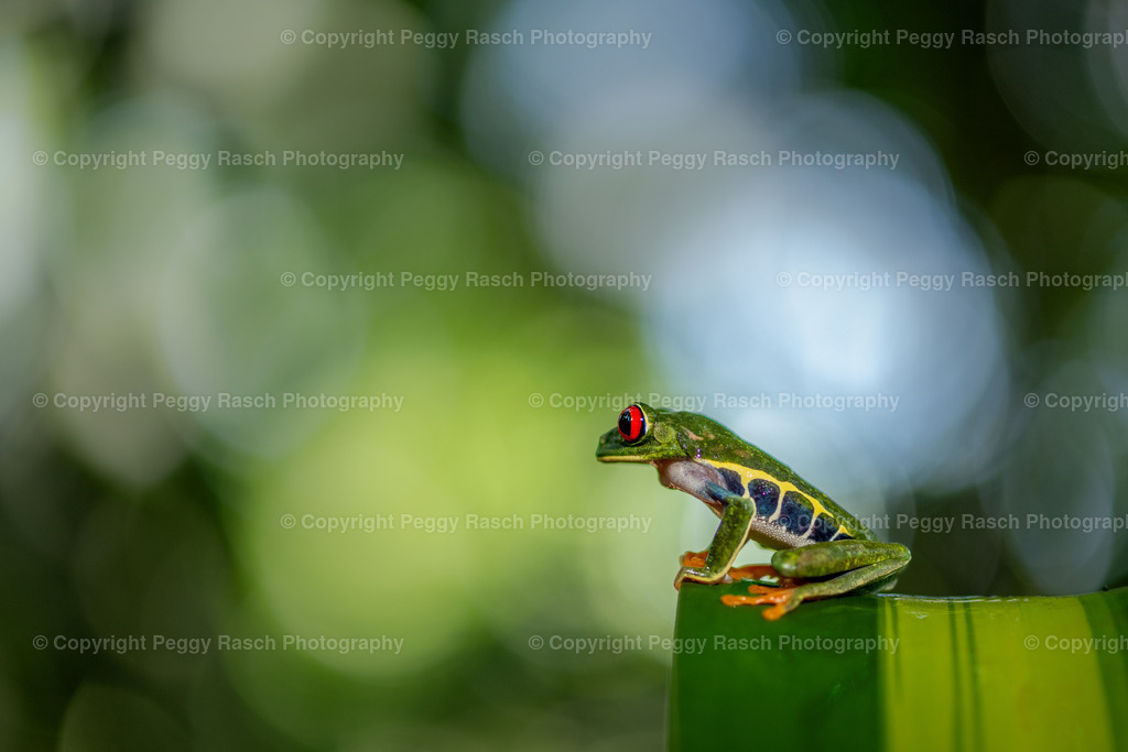 Frösche | PeggyRaschPhotography - Realisiert mit Pictrs.com