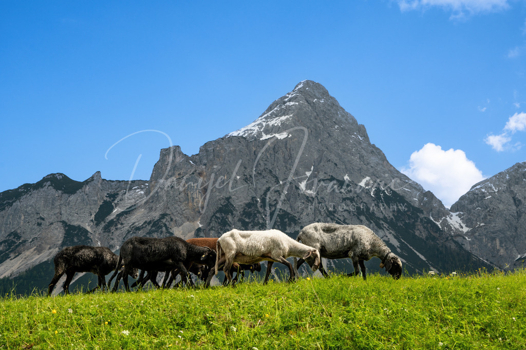 Schafe | Schafe vor der Ehrwalder Sonnenspitze